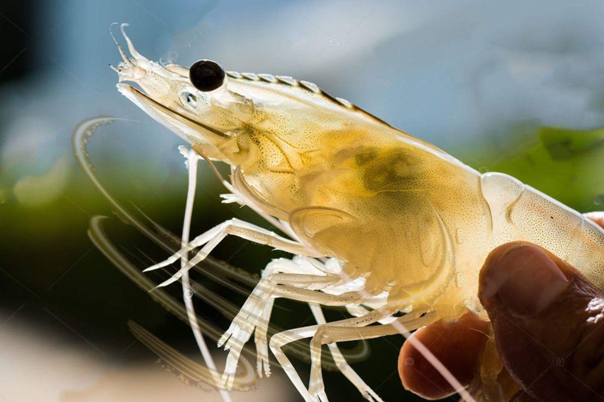 Nước ao nhiễm phèn